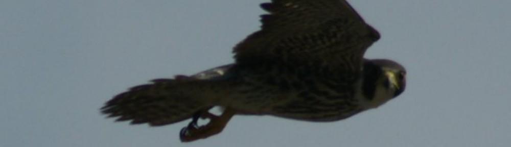 Canton's Peregrine Falcon