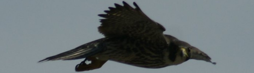 Canton's Peregrine Falcon